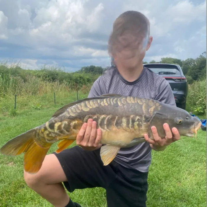 Mirror carp caught on Fishbrain