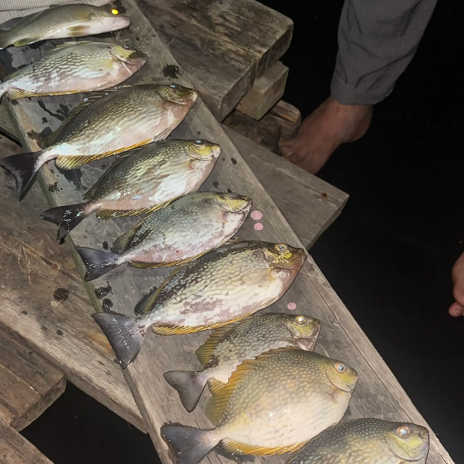 The most recent Whitespotted spinefoot catches on Fishbrain