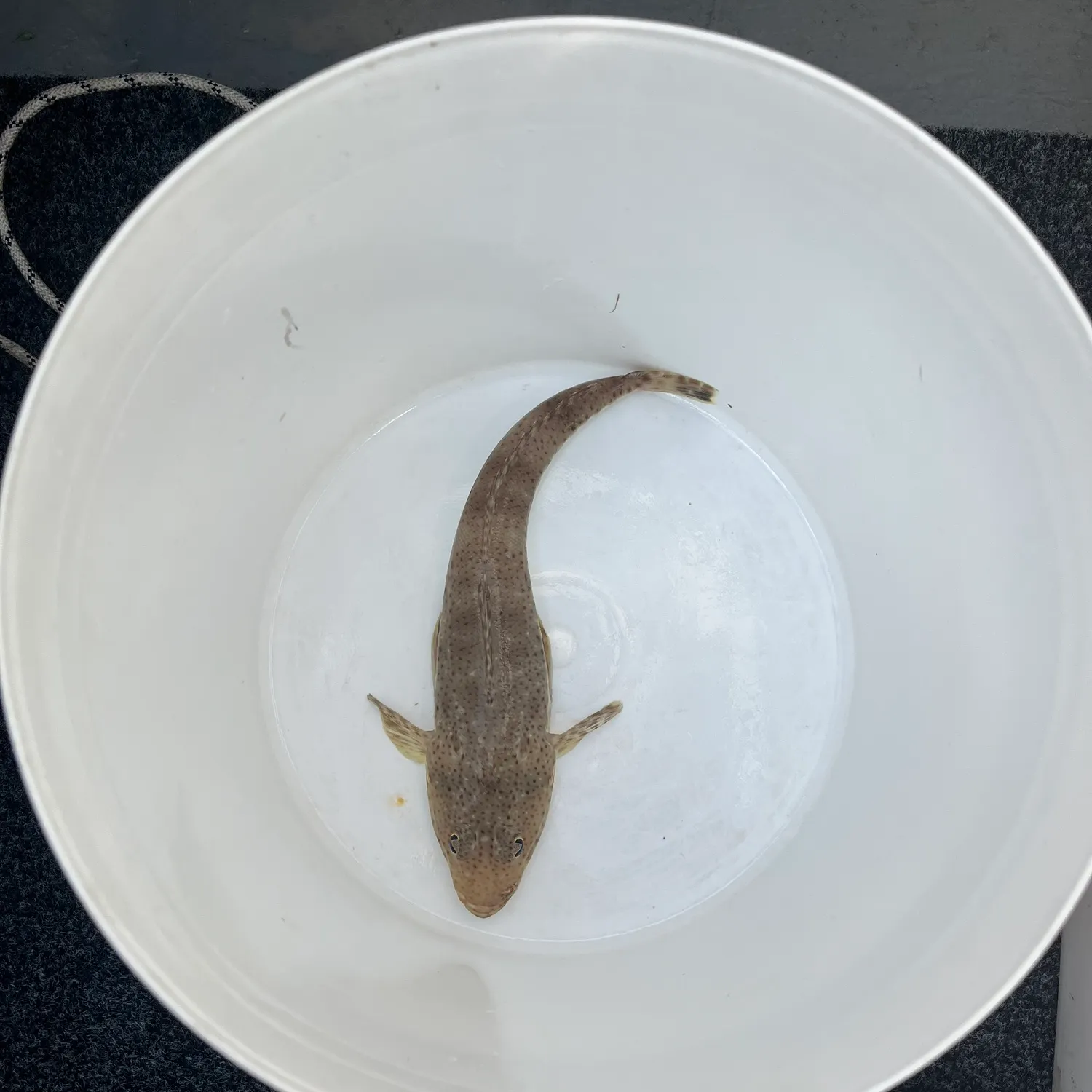 The most recent Sand flathead catches on Fishbrain