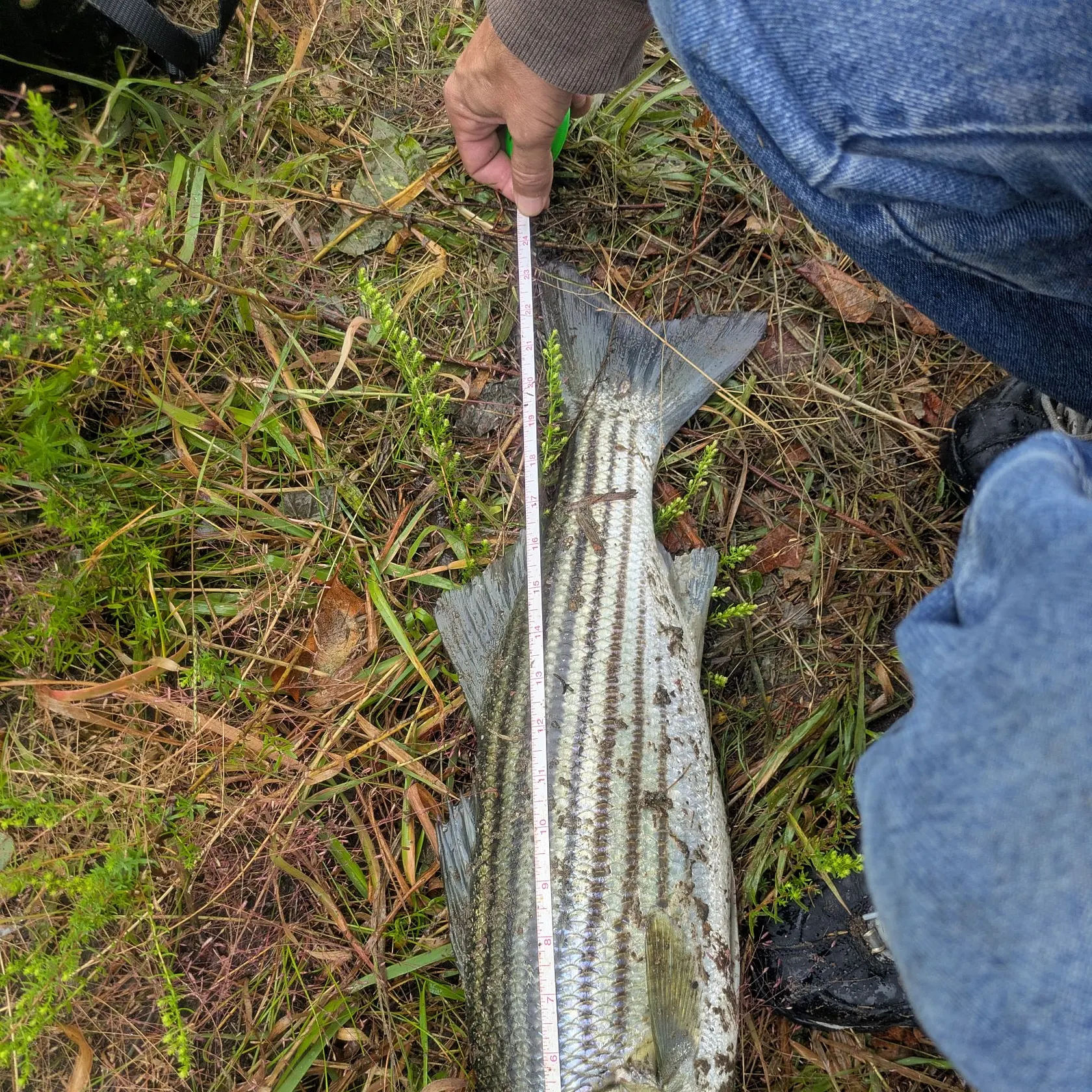 Striped bass caught on Fishbrain