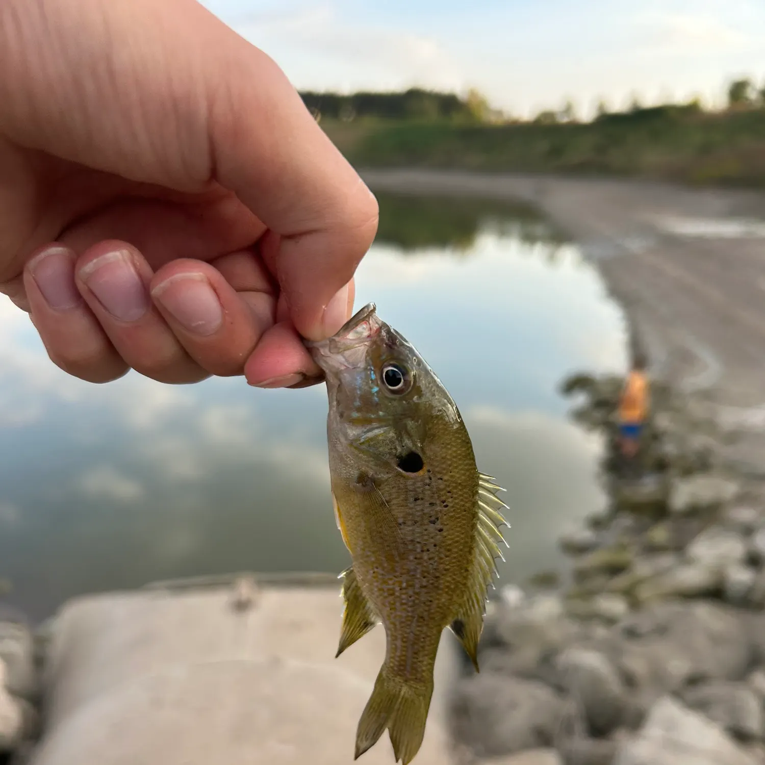 Greengill hybrid caught on Fishbrain