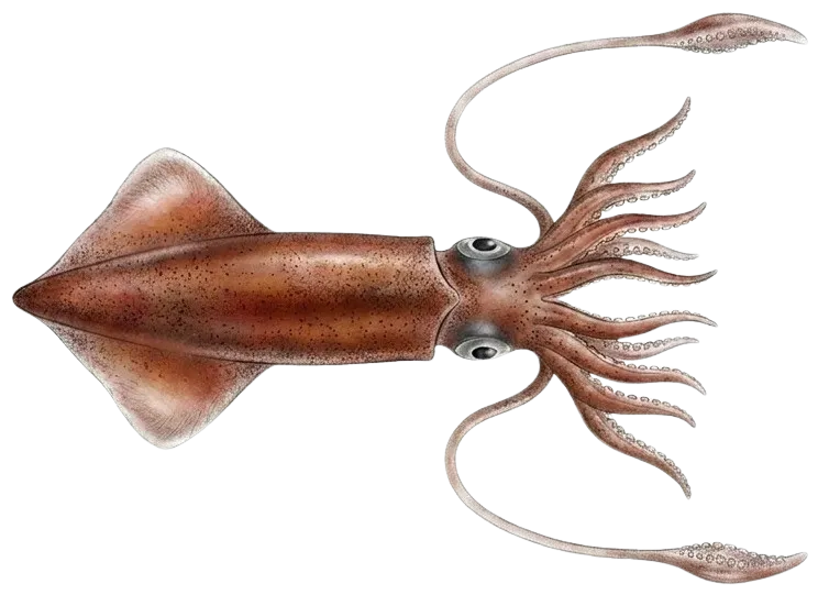 Gould's squid