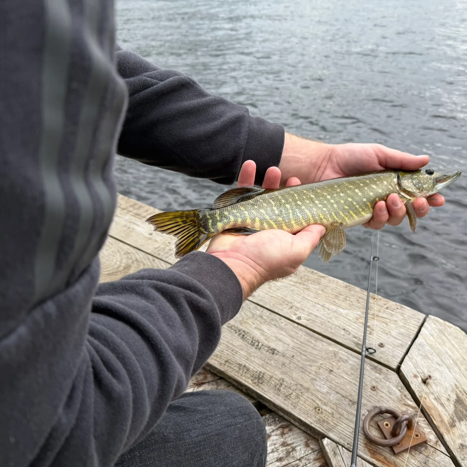 Northern pike caught on Fishbrain