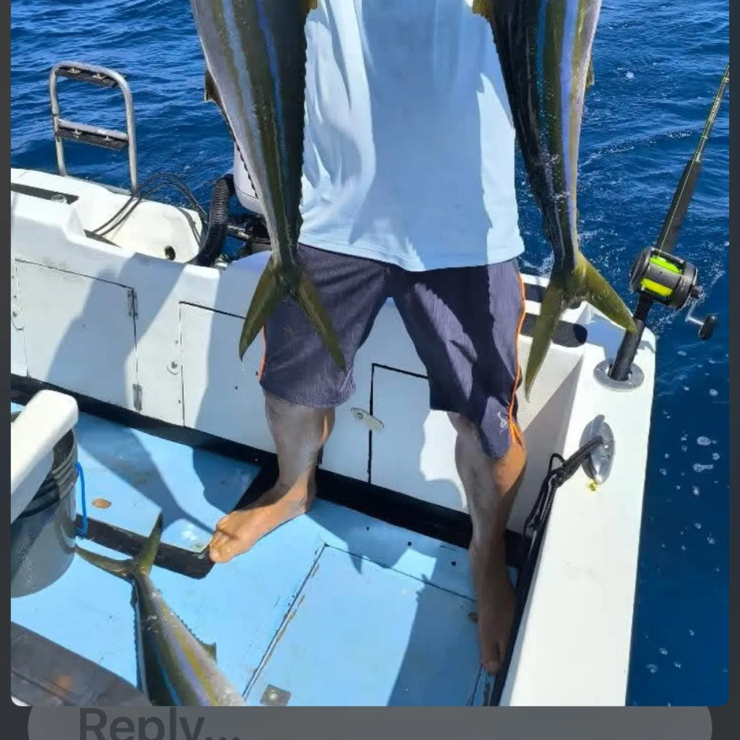 The most recent Rainbow runner catches on Fishbrain