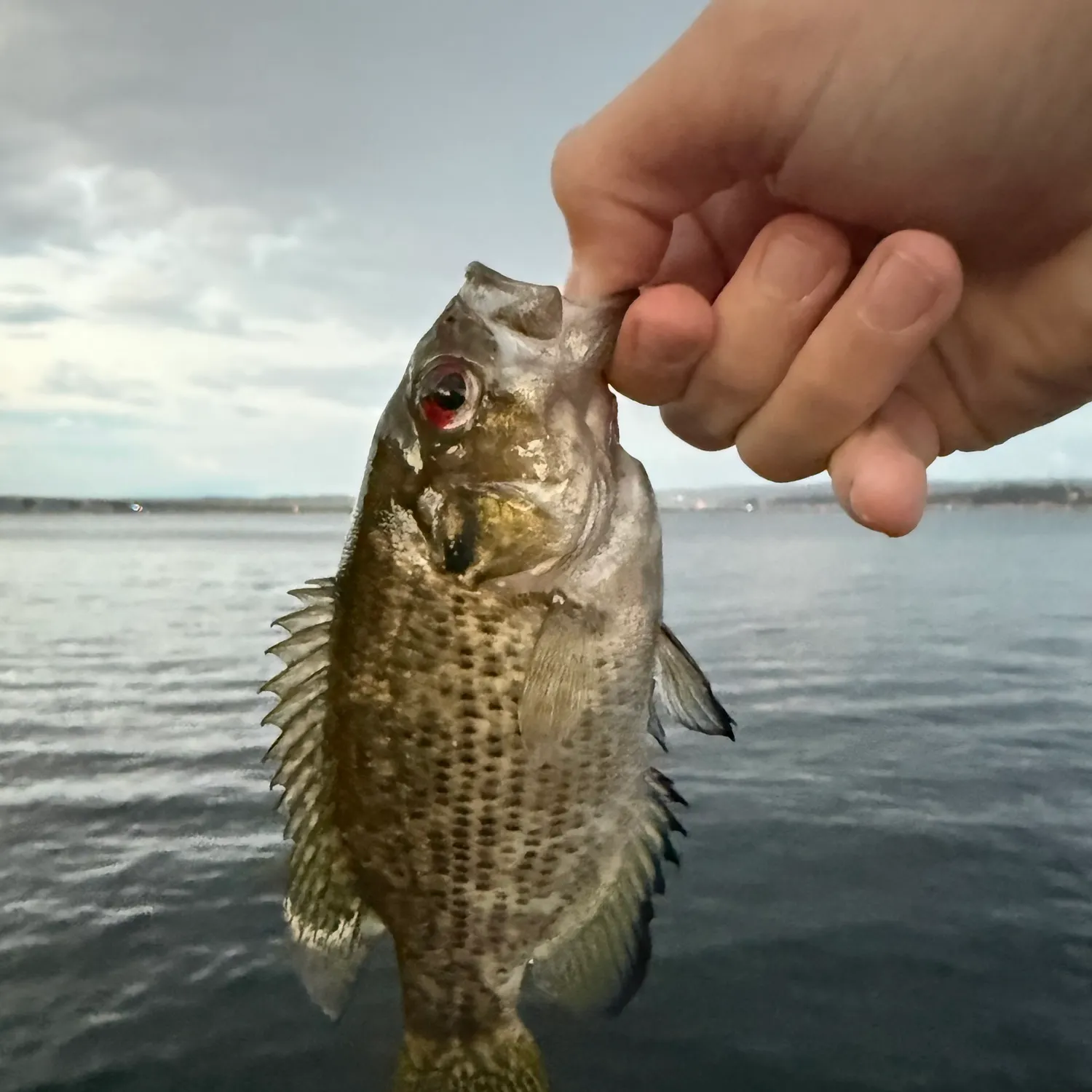 Rock bass caught on Fishbrain