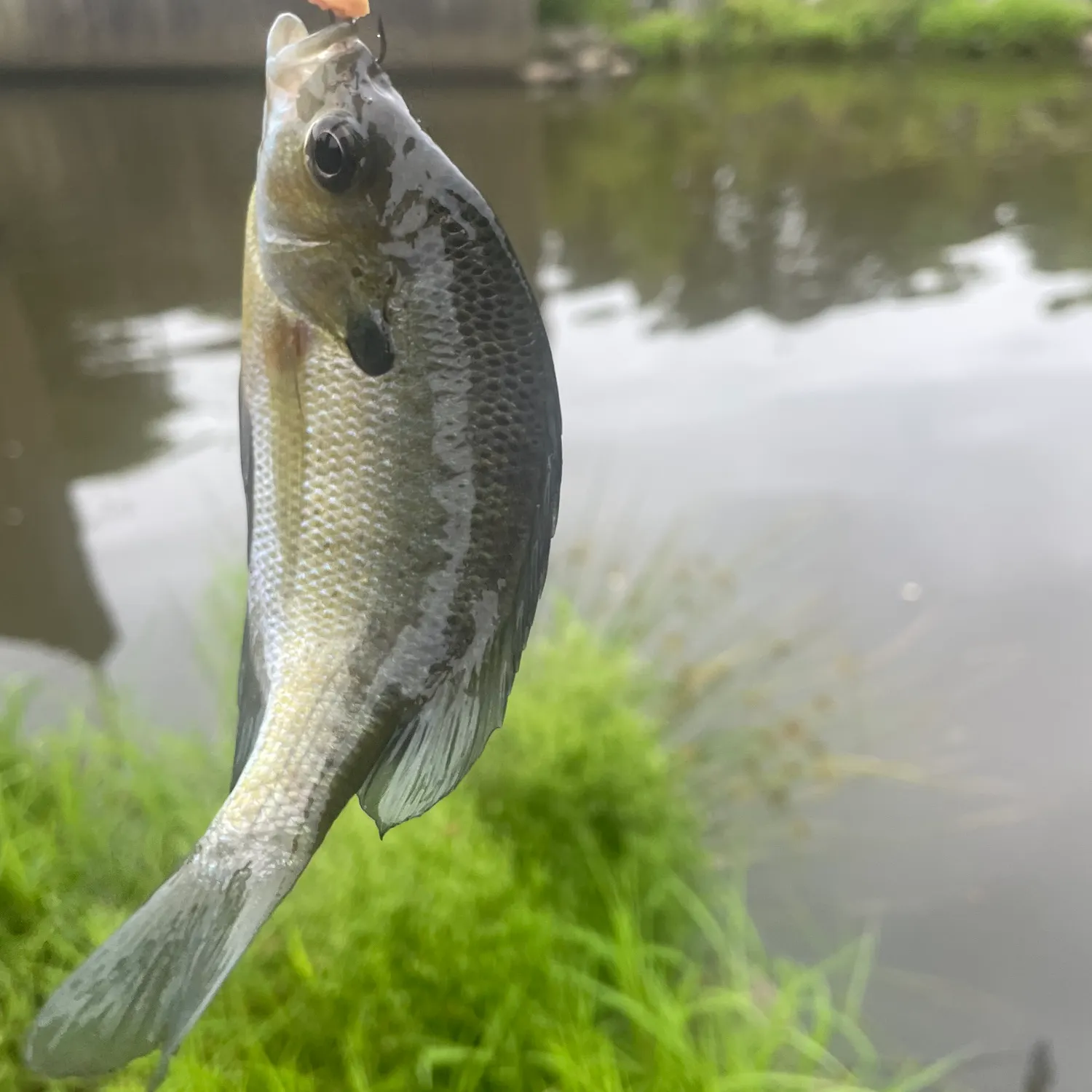 angler catch