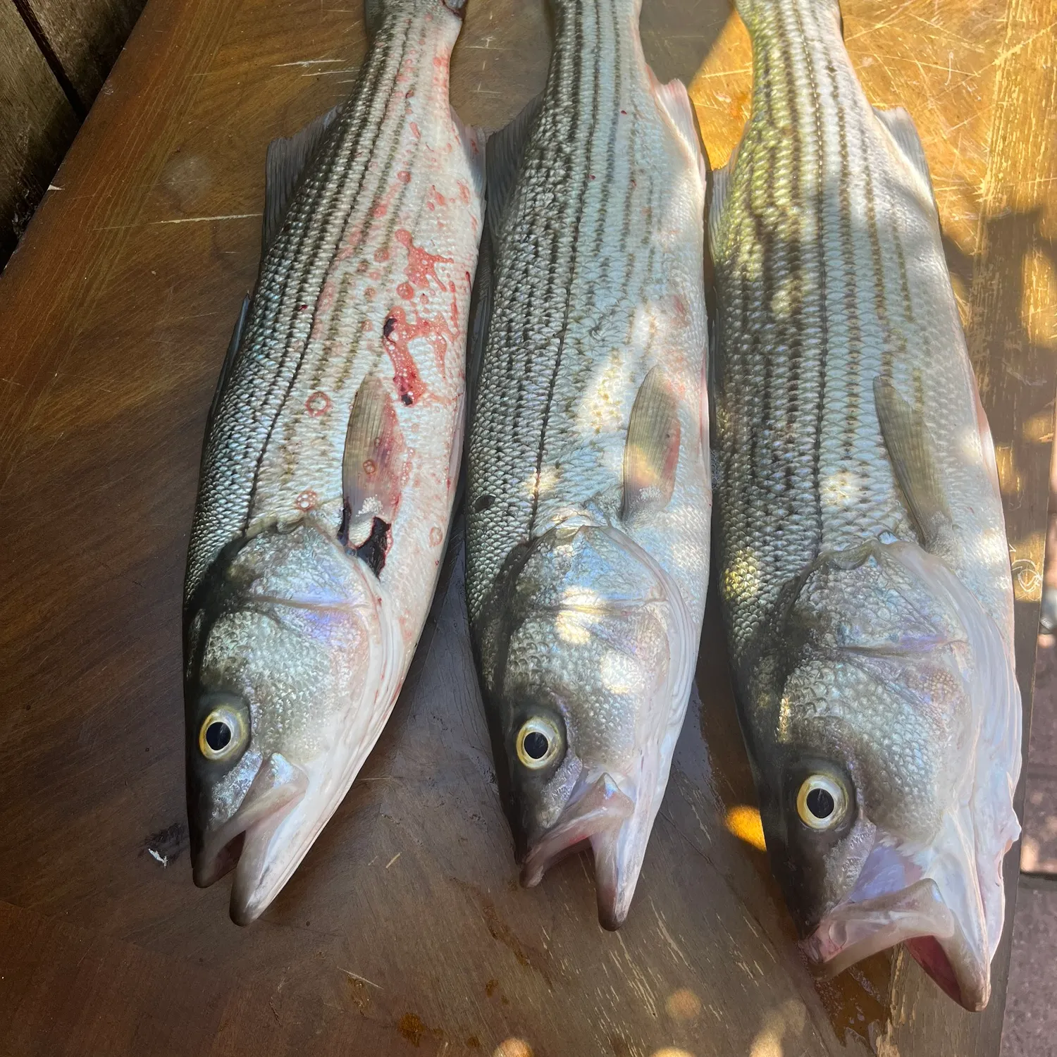 recently logged catches