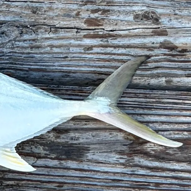 The most recent Crevalle jack catches on Fishbrain