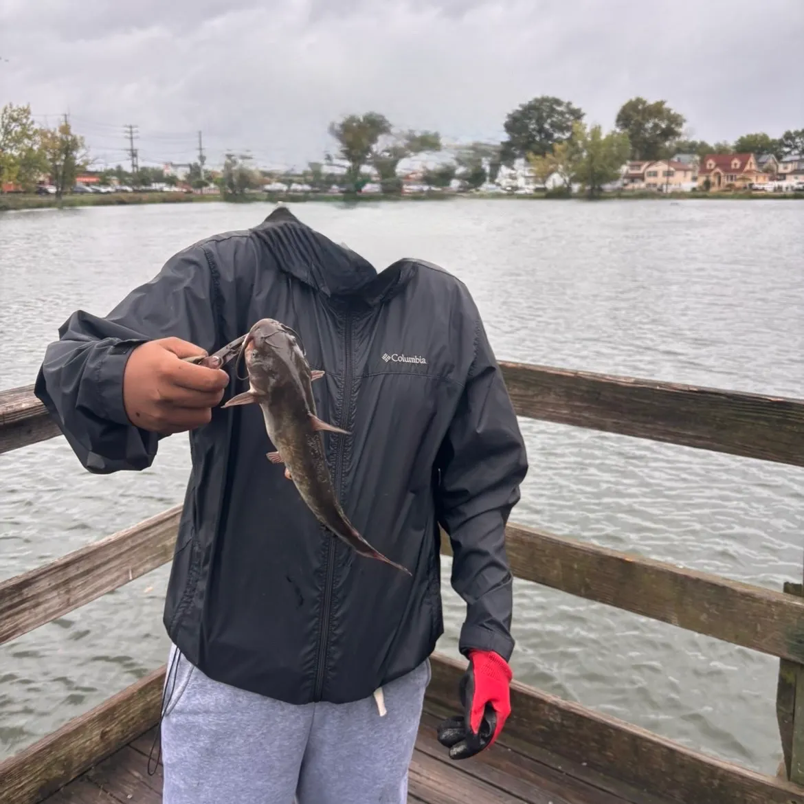 Black bullhead caught on Fishbrain