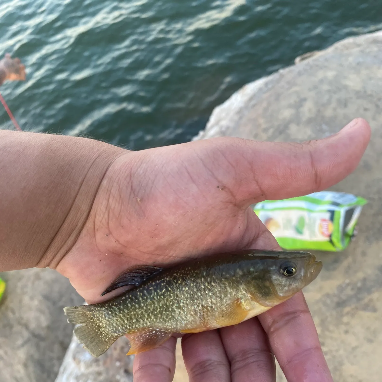 The most recent Golden shiner catches on Fishbrain