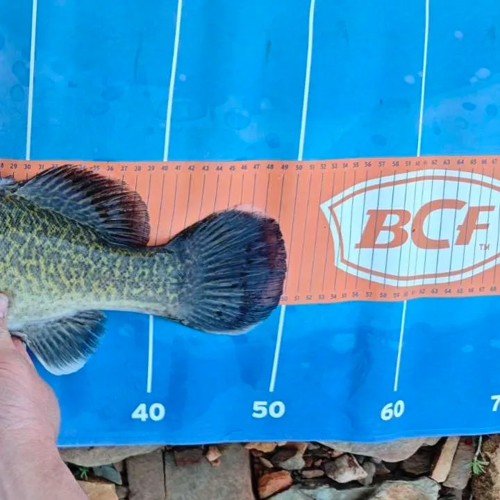 Murray cod caught on Fishbrain