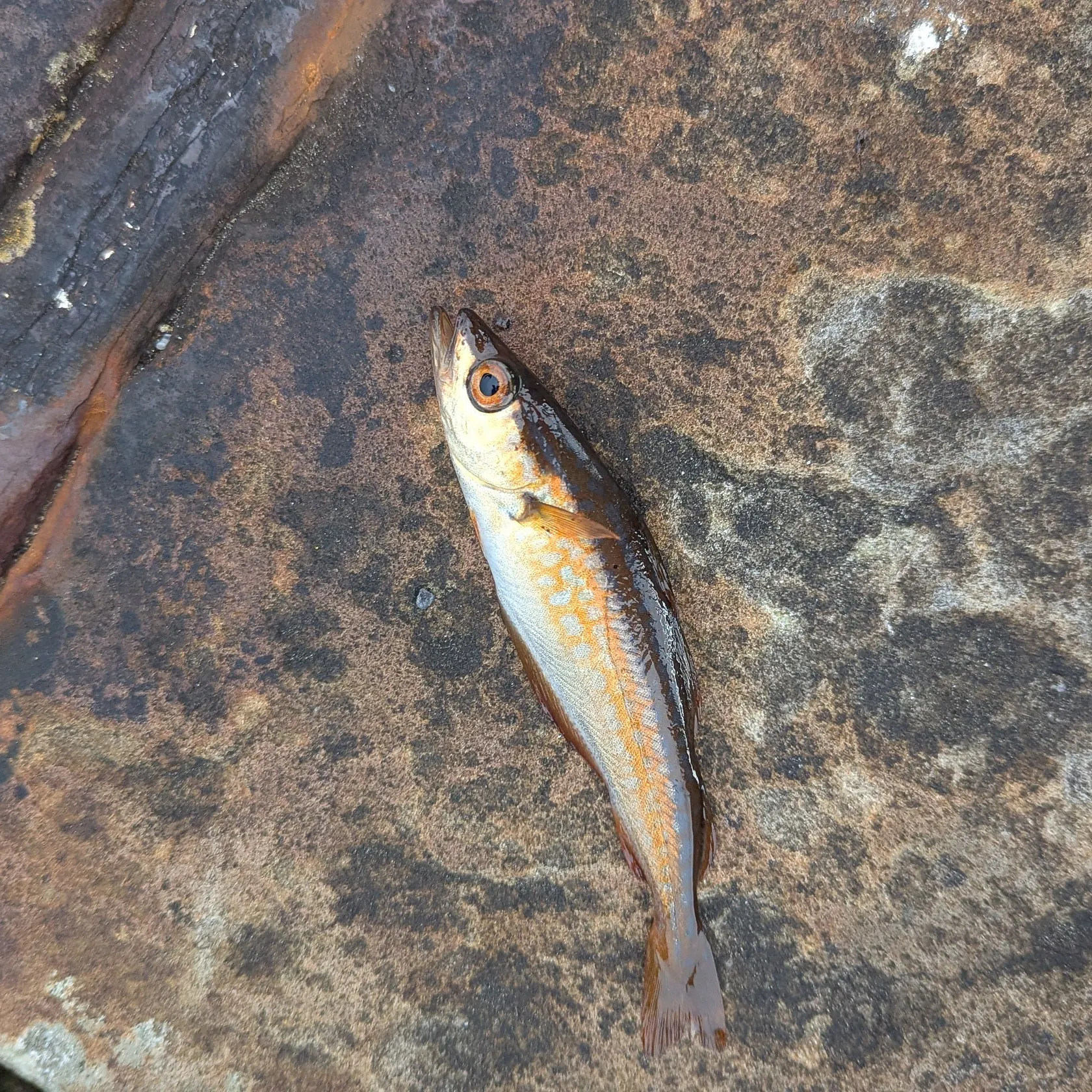 Pollack caught on Fishbrain