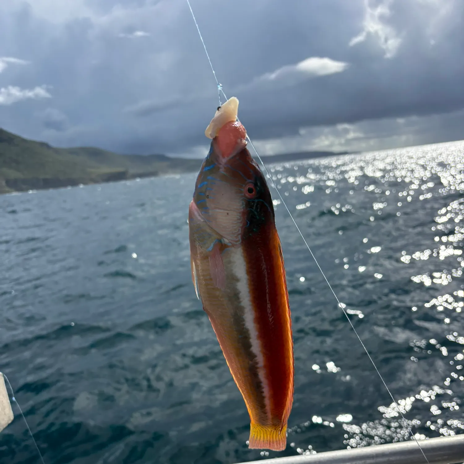 The most recent Maori wrasse catches on Fishbrain