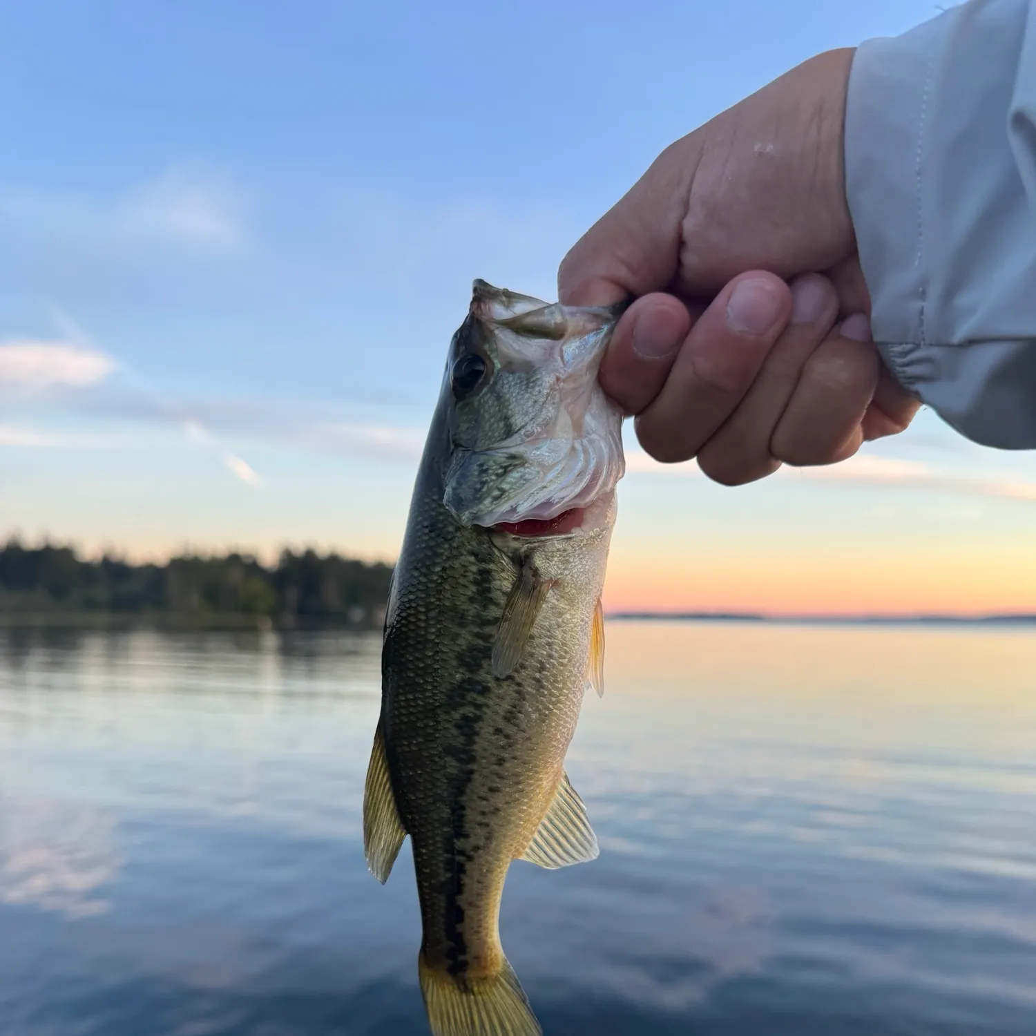 Largemouth bass caught on Fishbrain