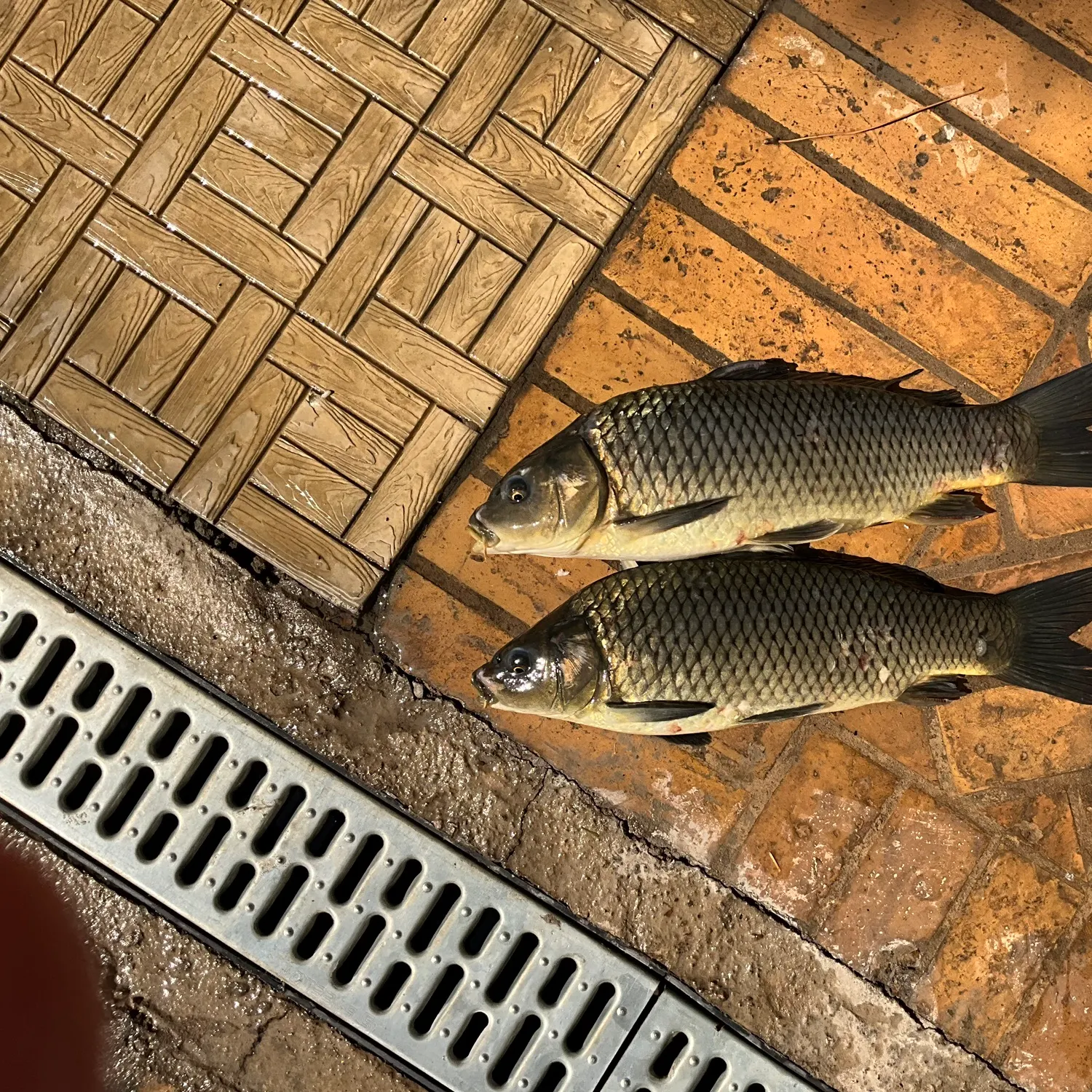 Common carp caught on Fishbrain