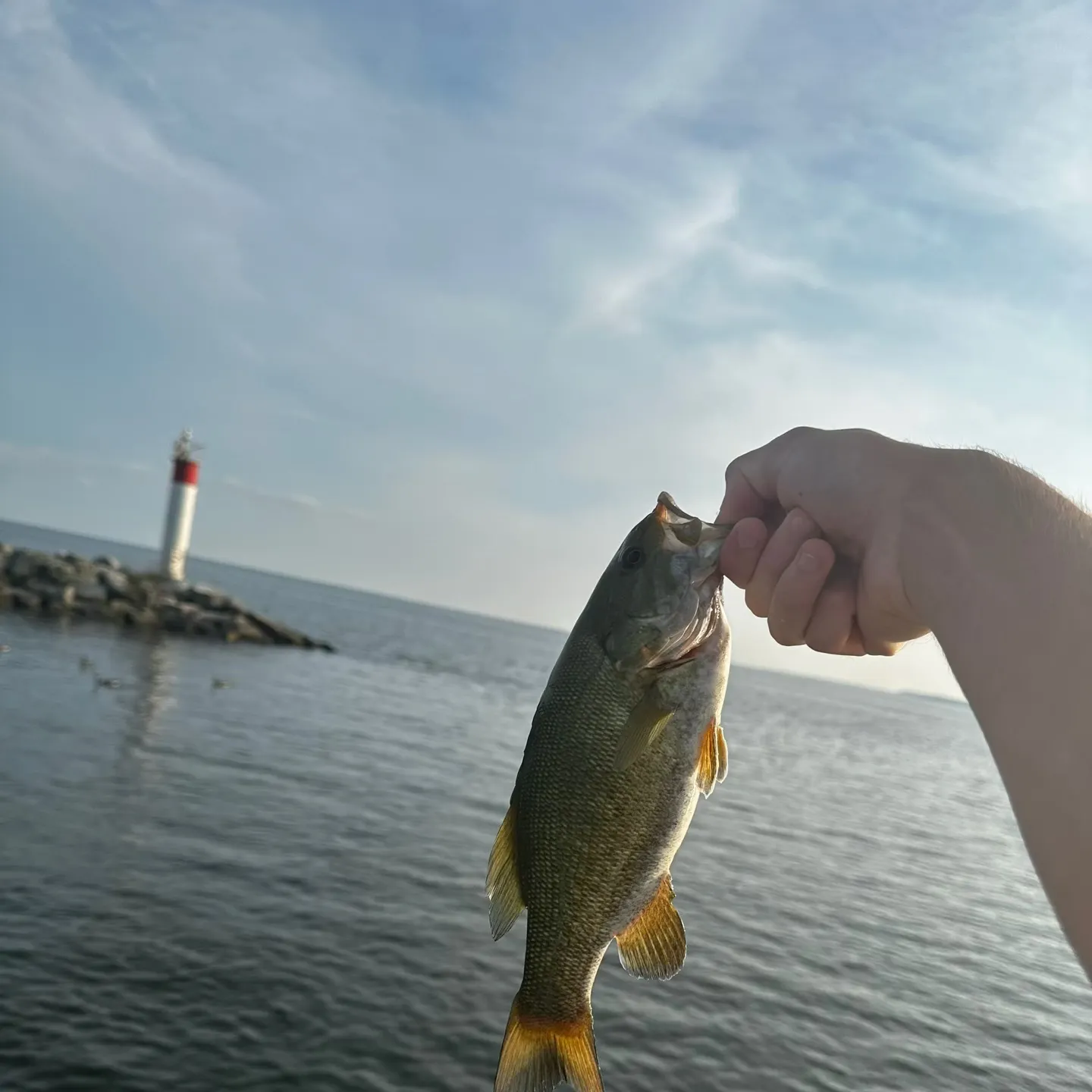 Smallmouth bass caught on Fishbrain