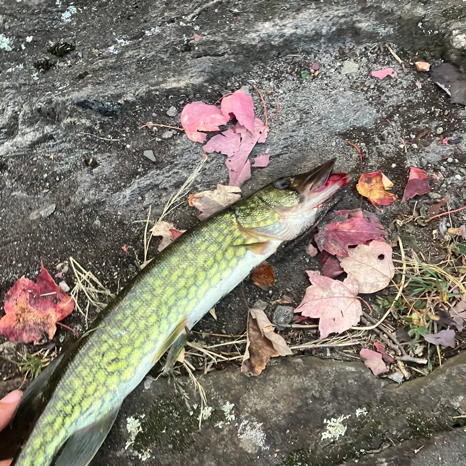 Chain pickerel caught on Fishbrain
