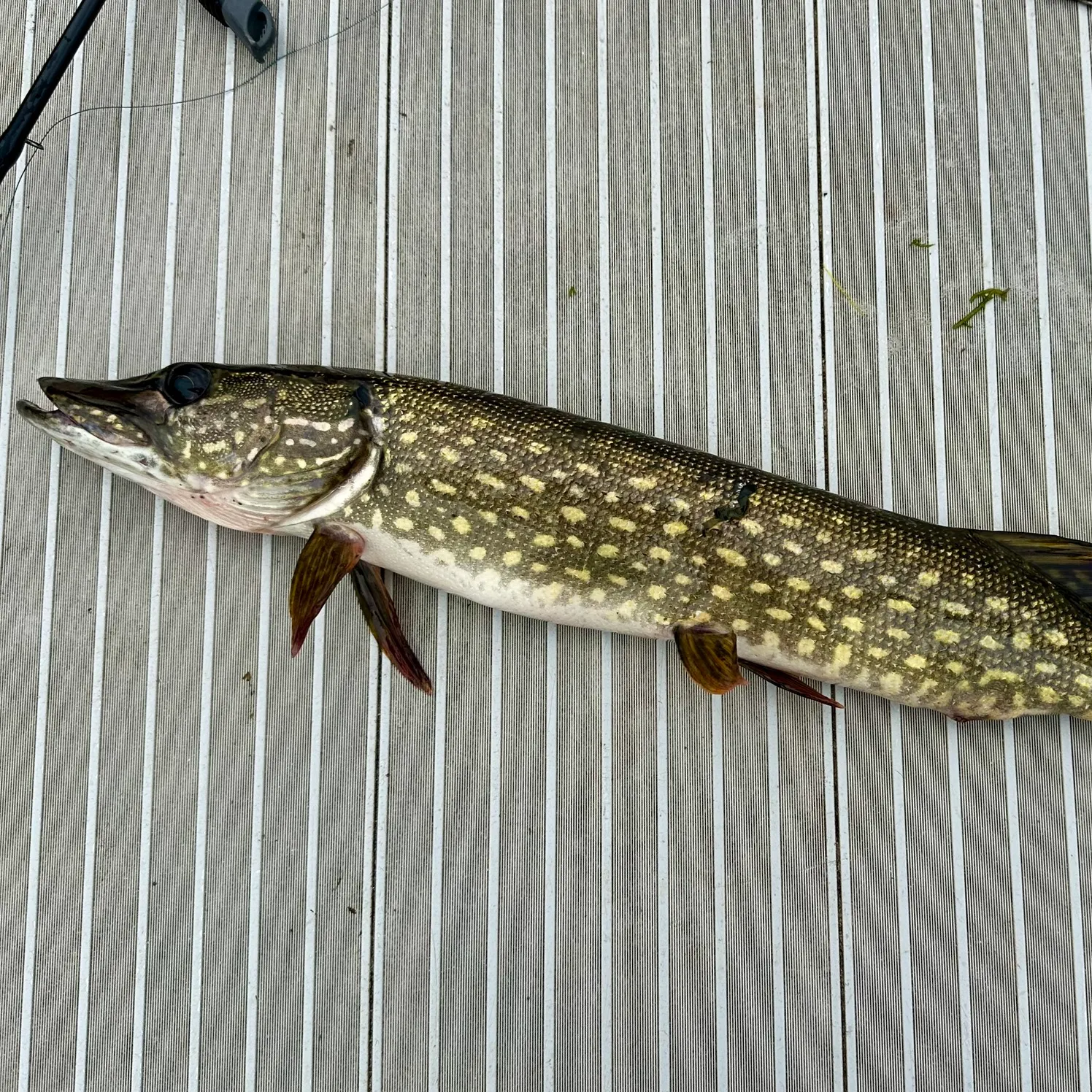 Northern pike caught on Fishbrain