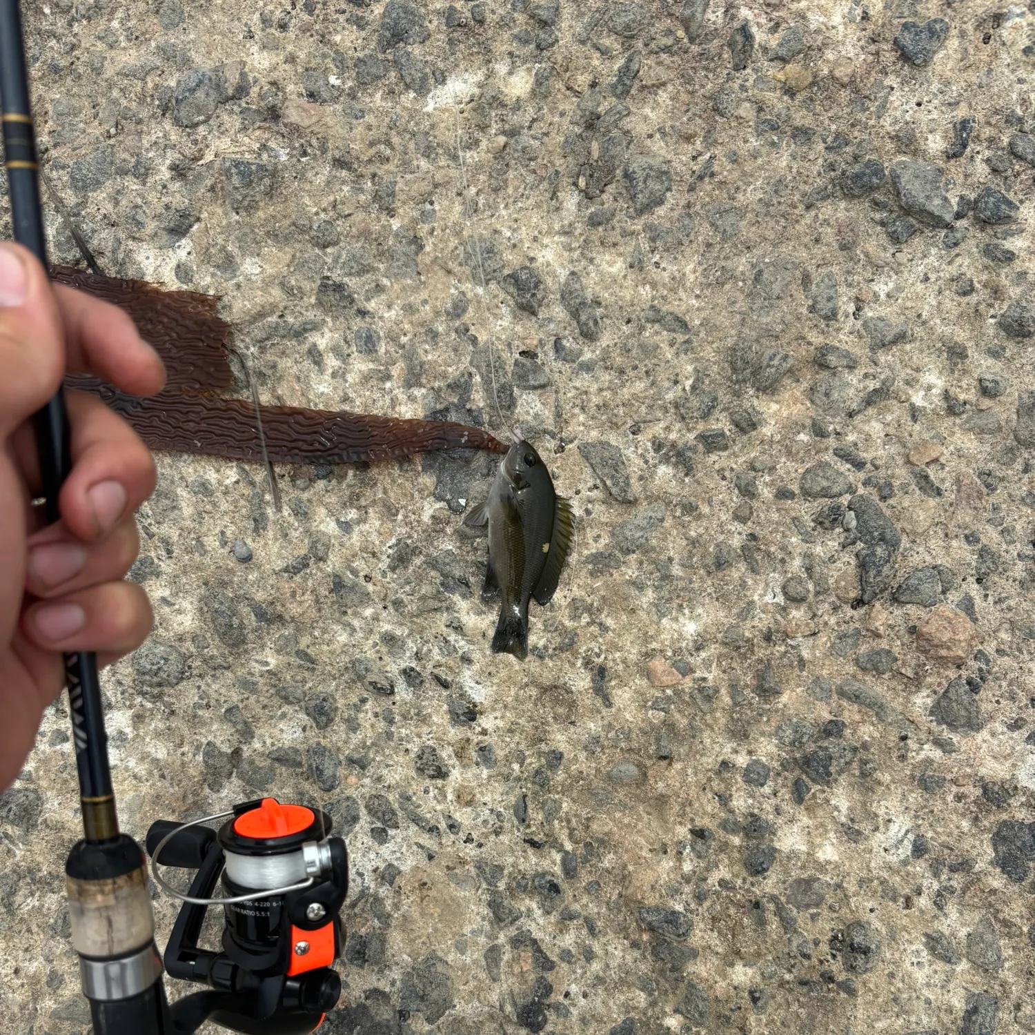 The most recent Opaleye catches on Fishbrain
