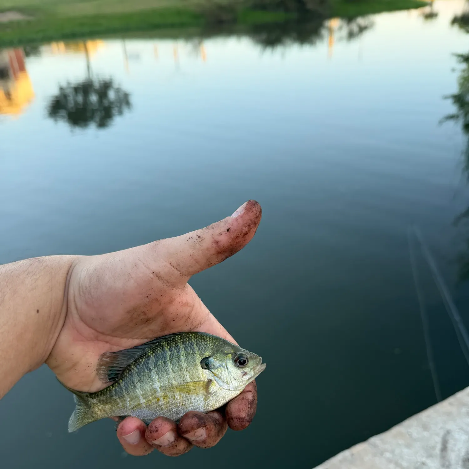 Bluegill caught on Fishbrain