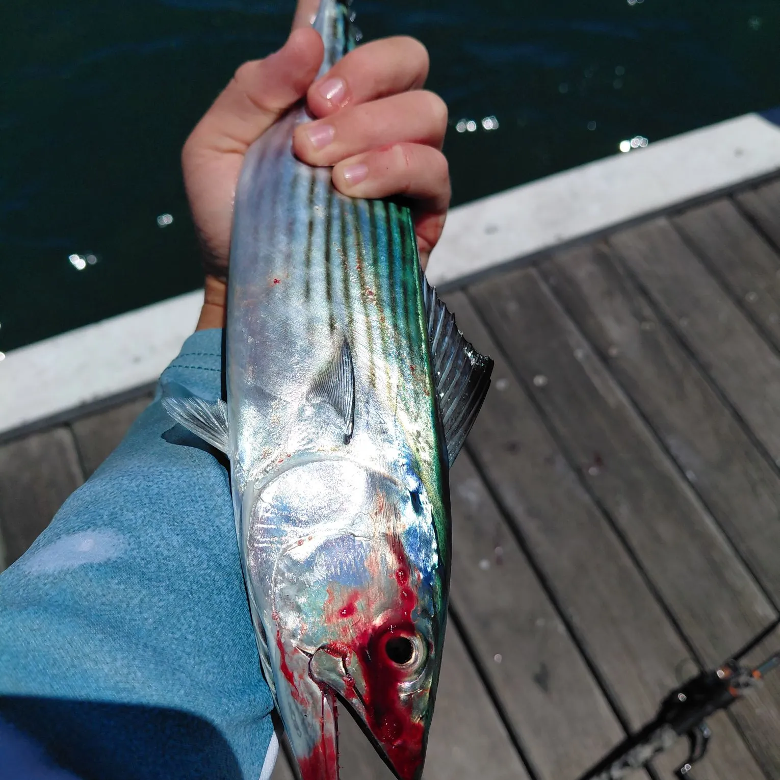 The most recent Australian bonito catches on Fishbrain