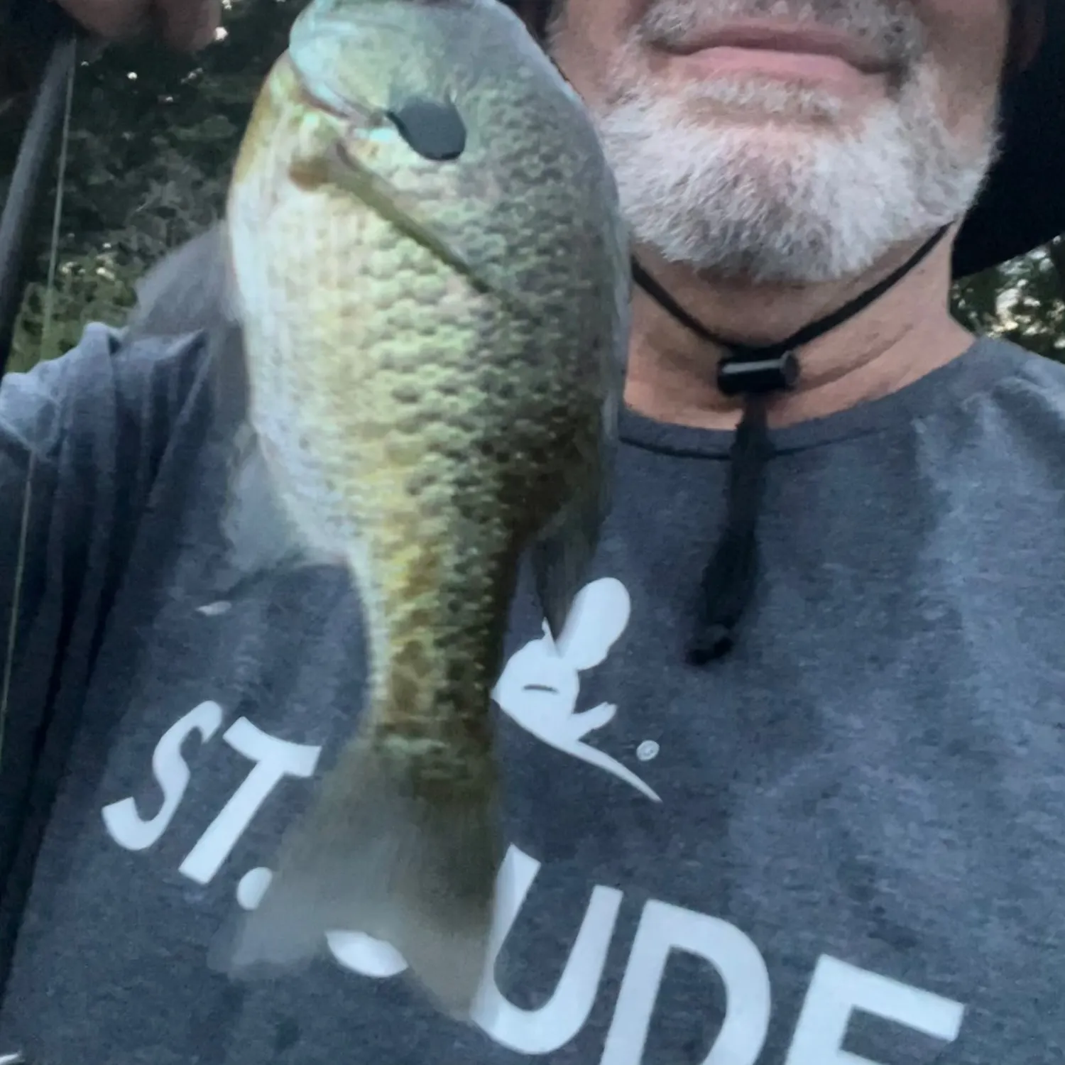 Bluegill caught on Fishbrain