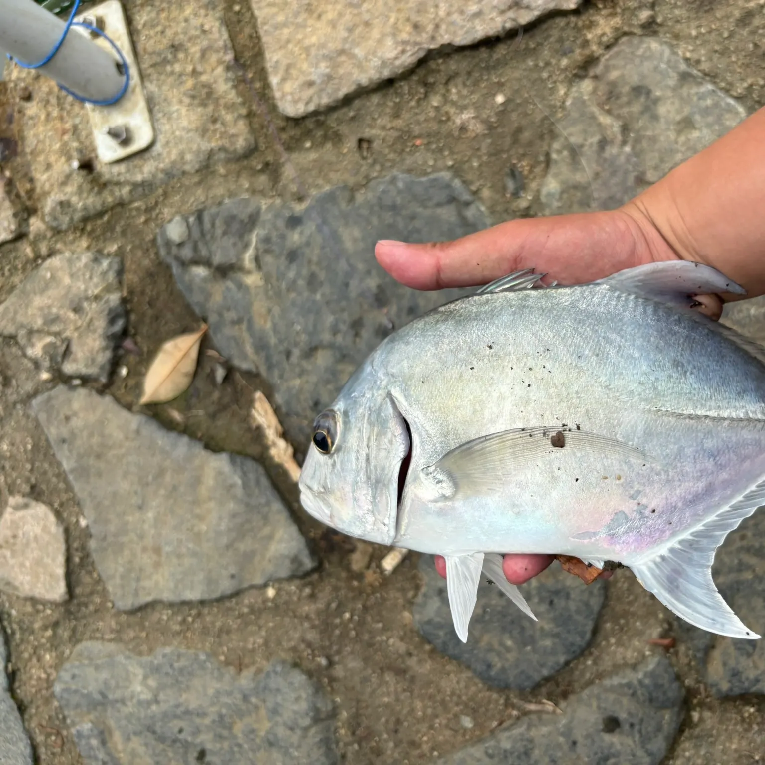 The most recent Giant trevally catches on Fishbrain