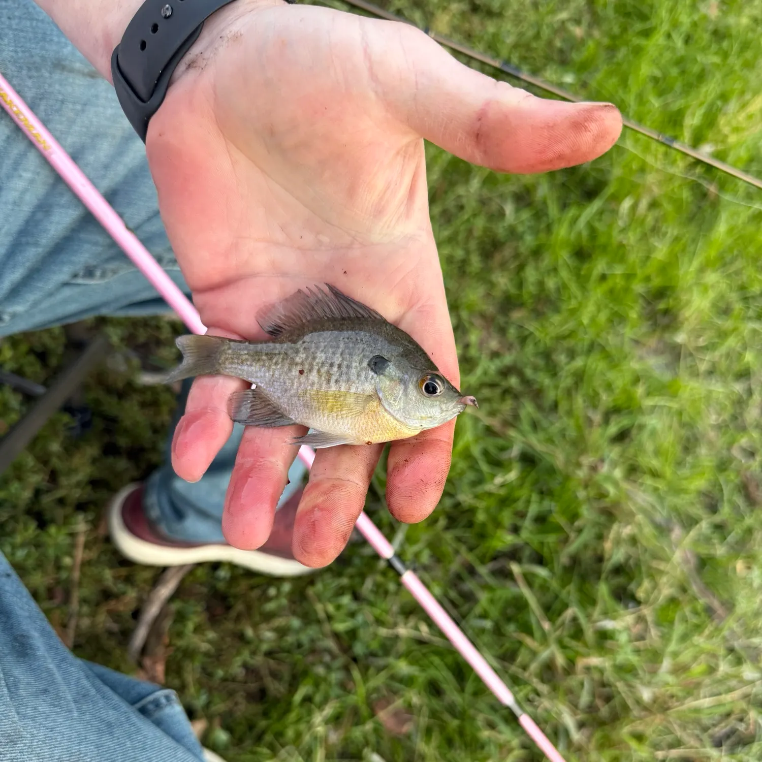 Bluegill caught on Fishbrain