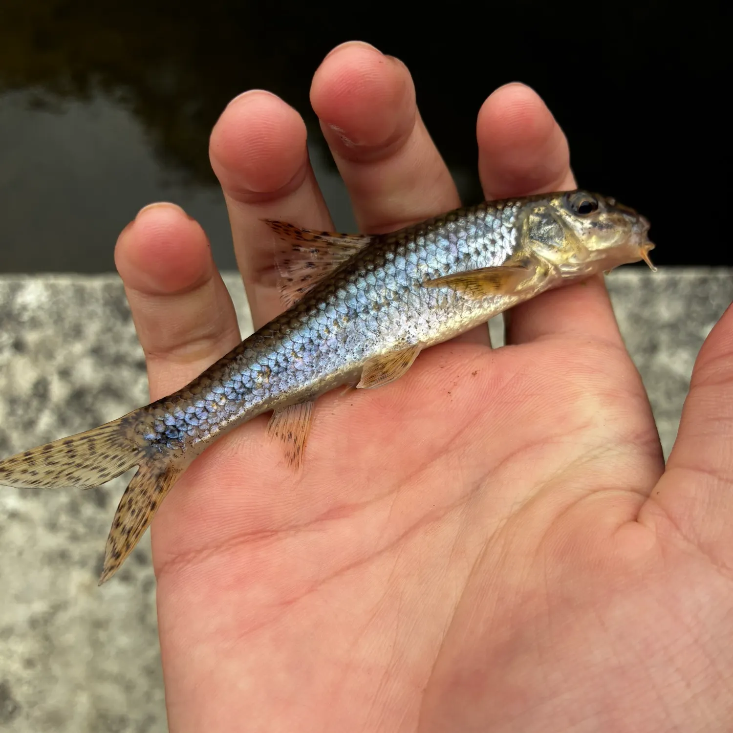The most recent Gudgeon catches on Fishbrain