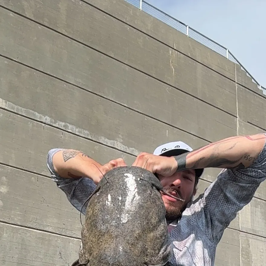 Flathead catfish caught on Fishbrain