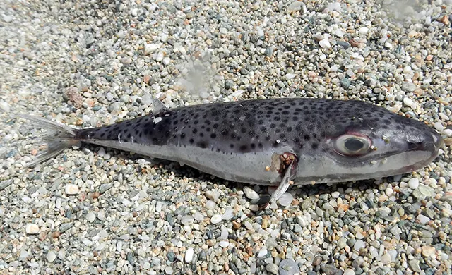 Silver-cheeked toadfish