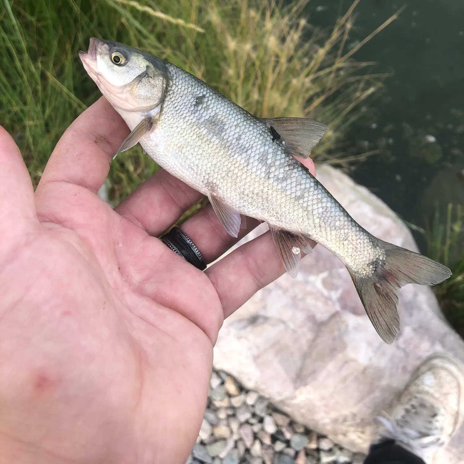 The most recent Utah chub catches on Fishbrain