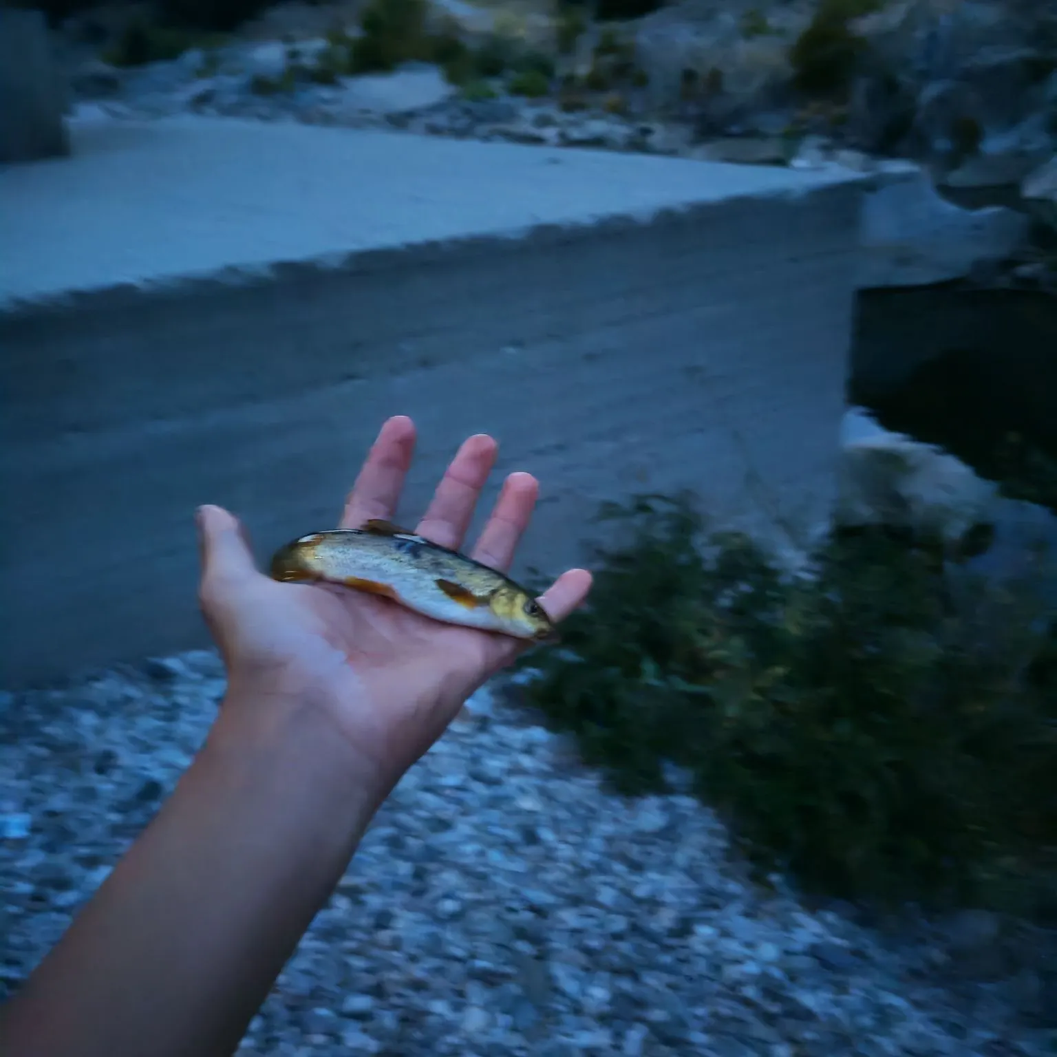 Brook trout caught on Fishbrain