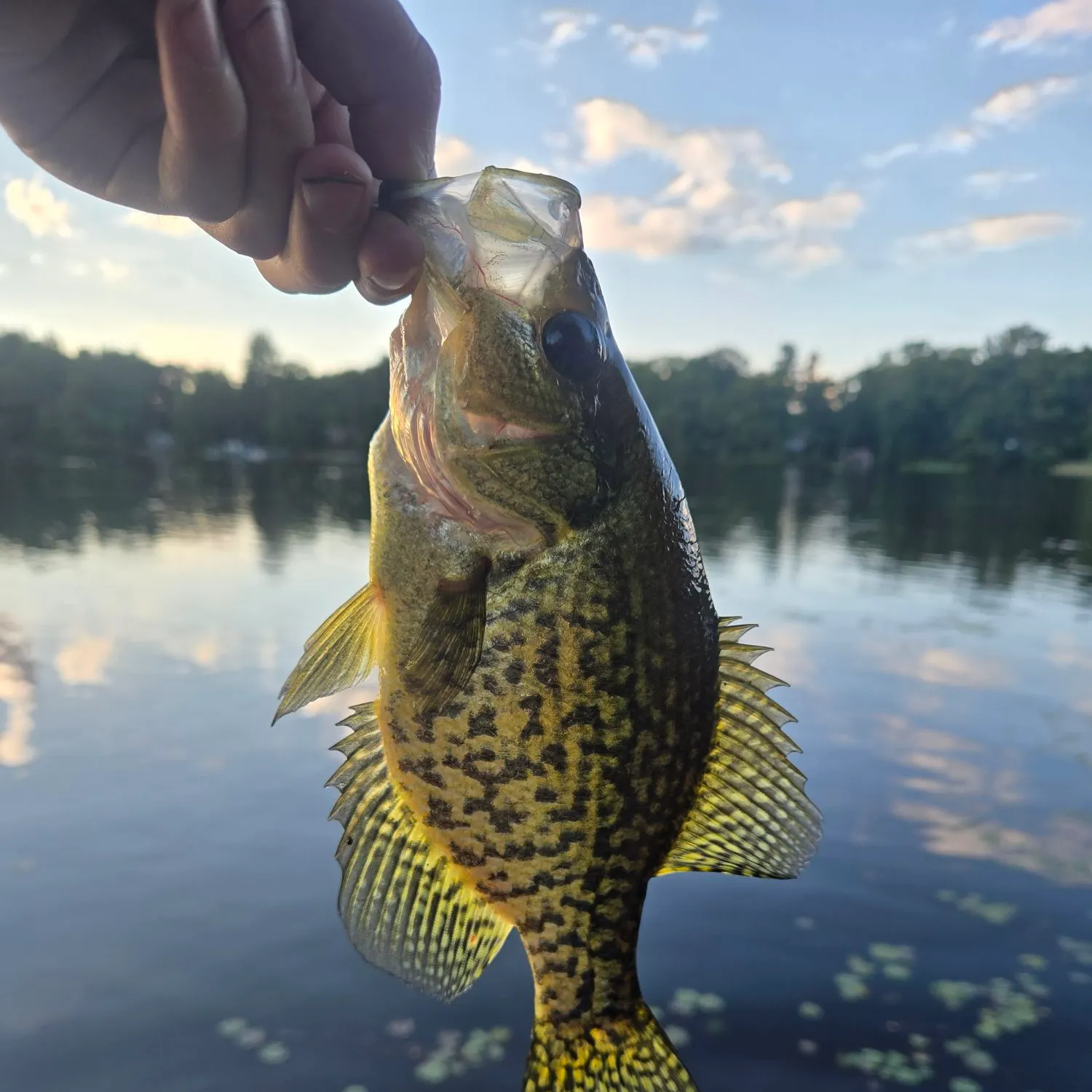 Black crappie caught on Fishbrain