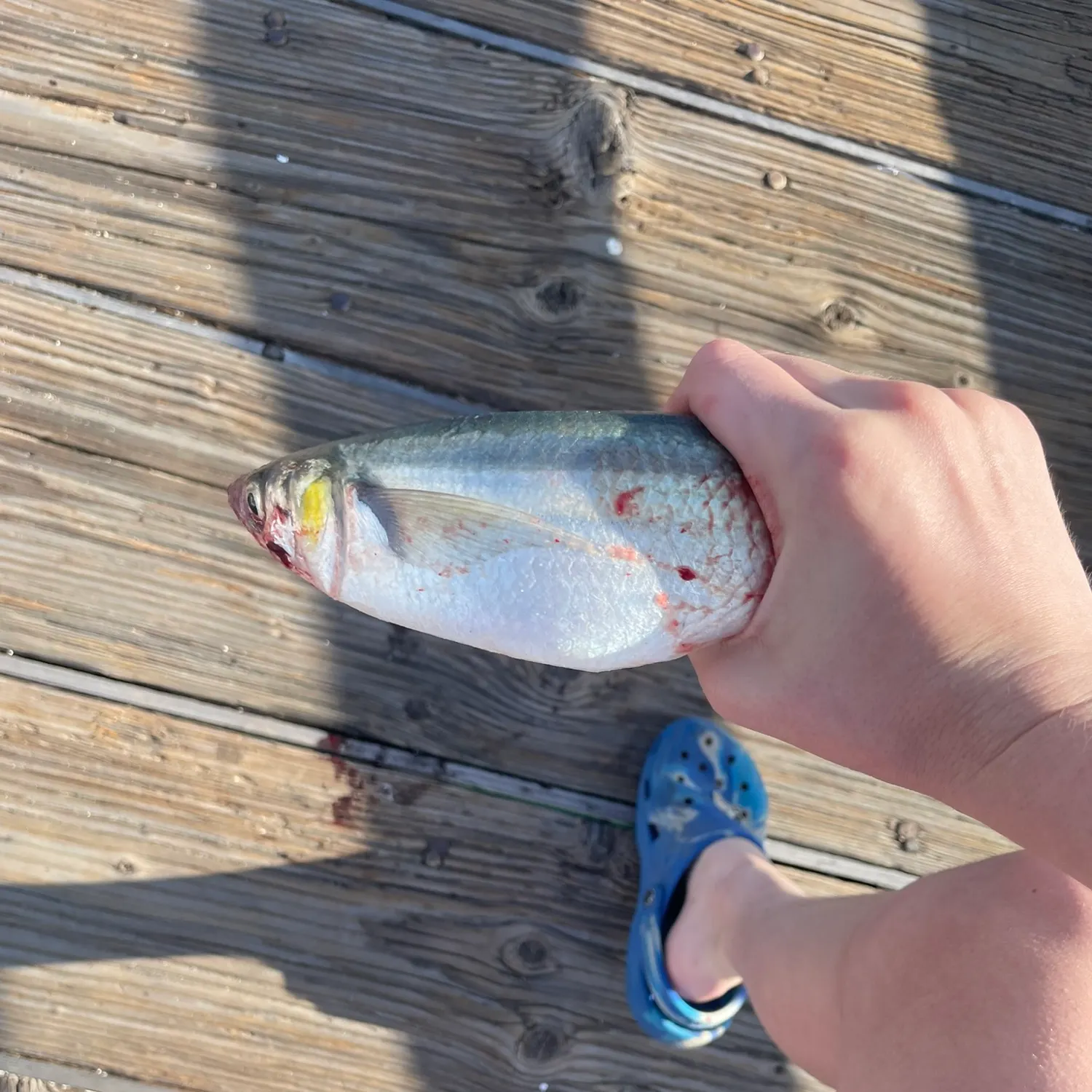 The most recent American shad catches on Fishbrain