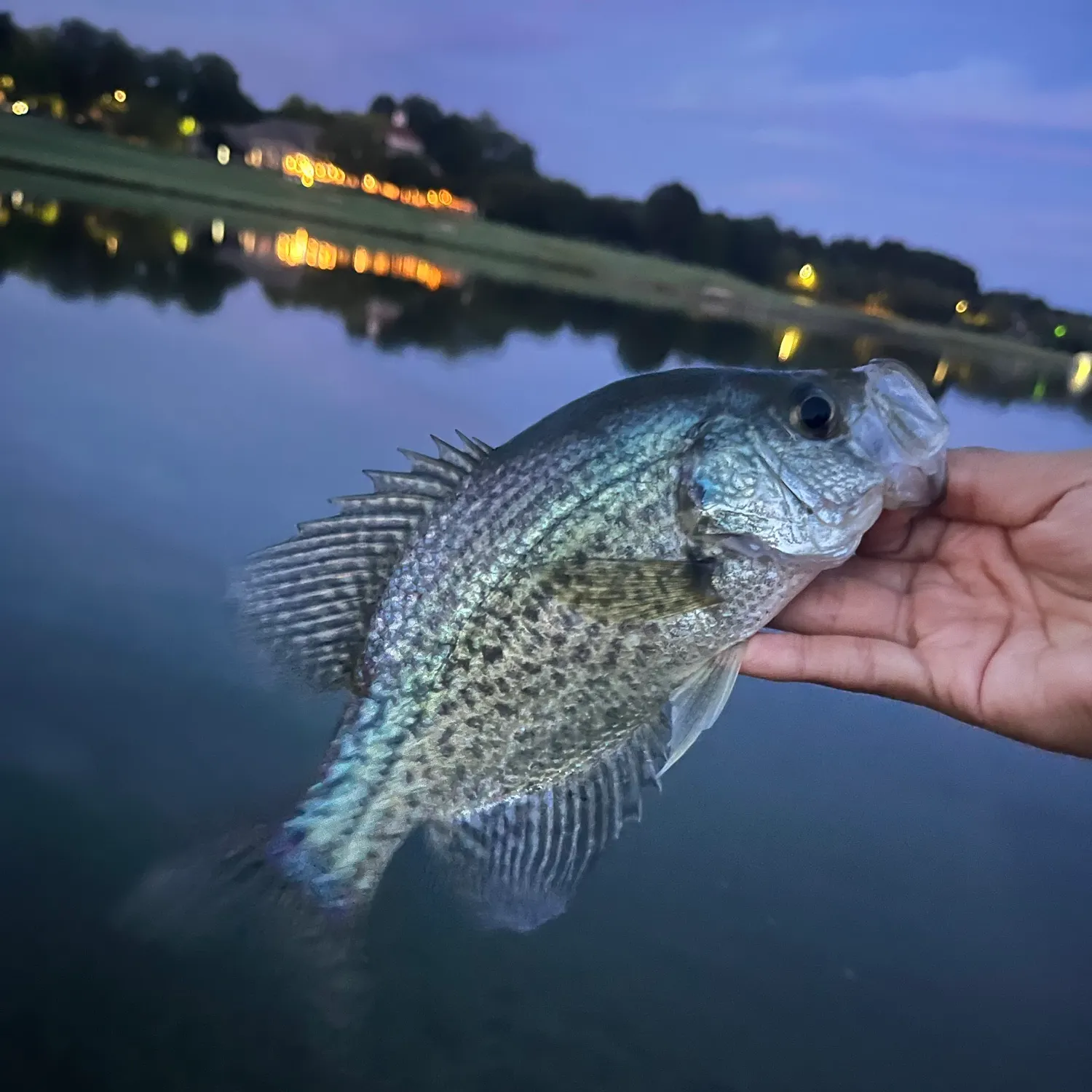 Black crappie caught on Fishbrain