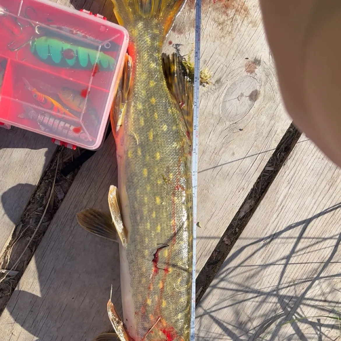 recently logged catches