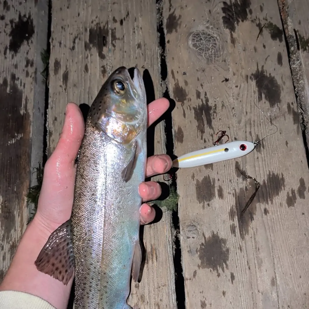 Rainbow trout caught on Fishbrain