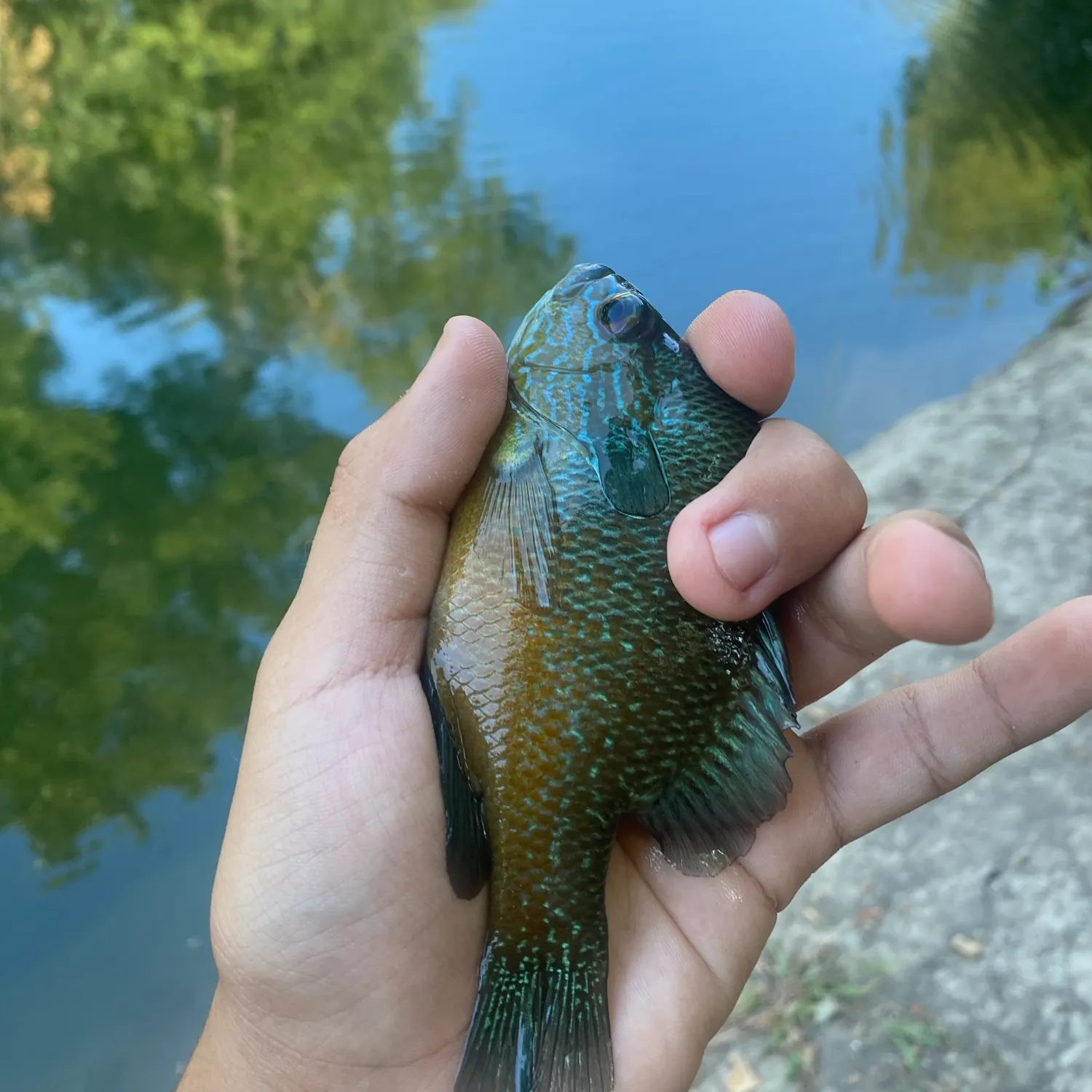Plains longear sunfish caught on Fishbrain