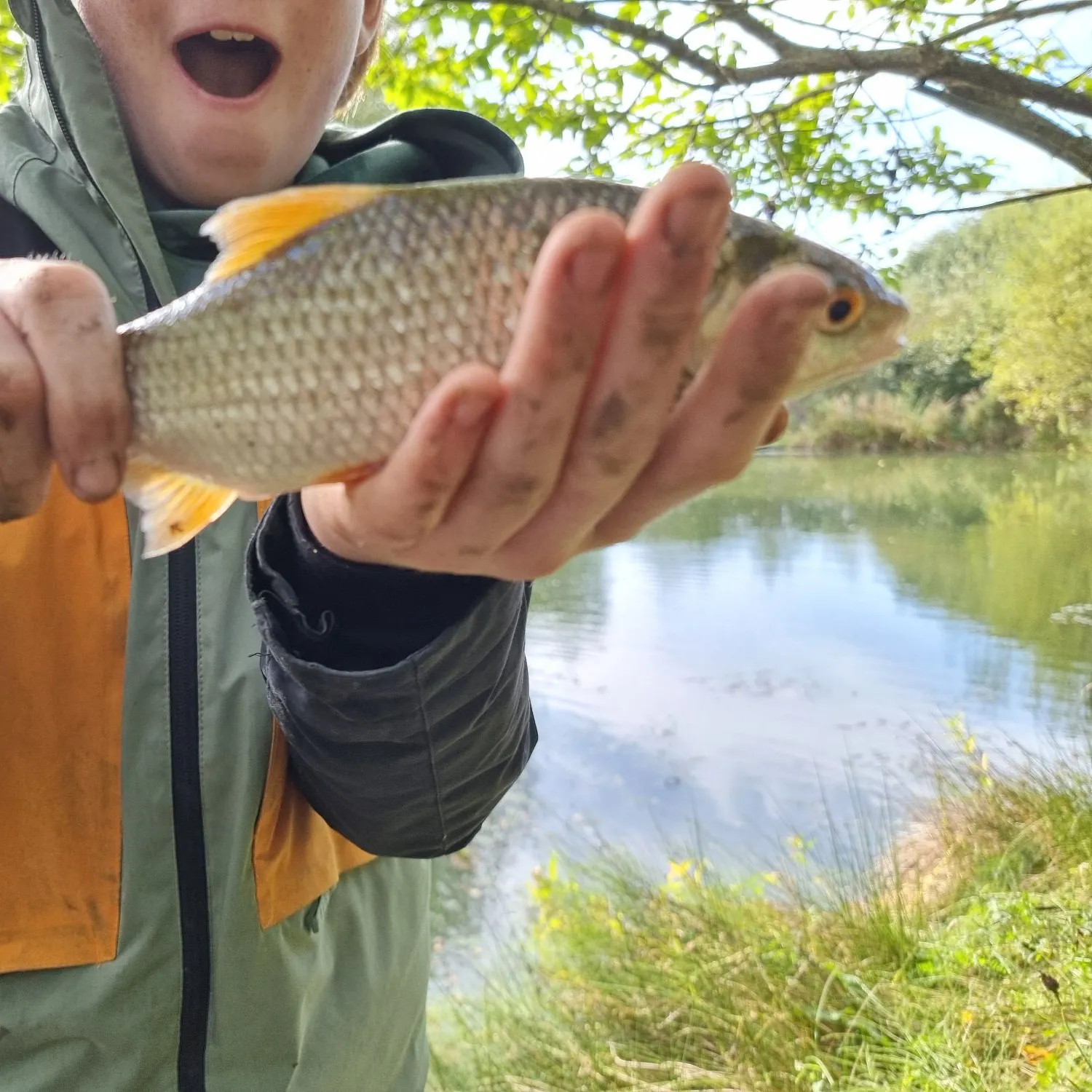 Common roach caught on Fishbrain