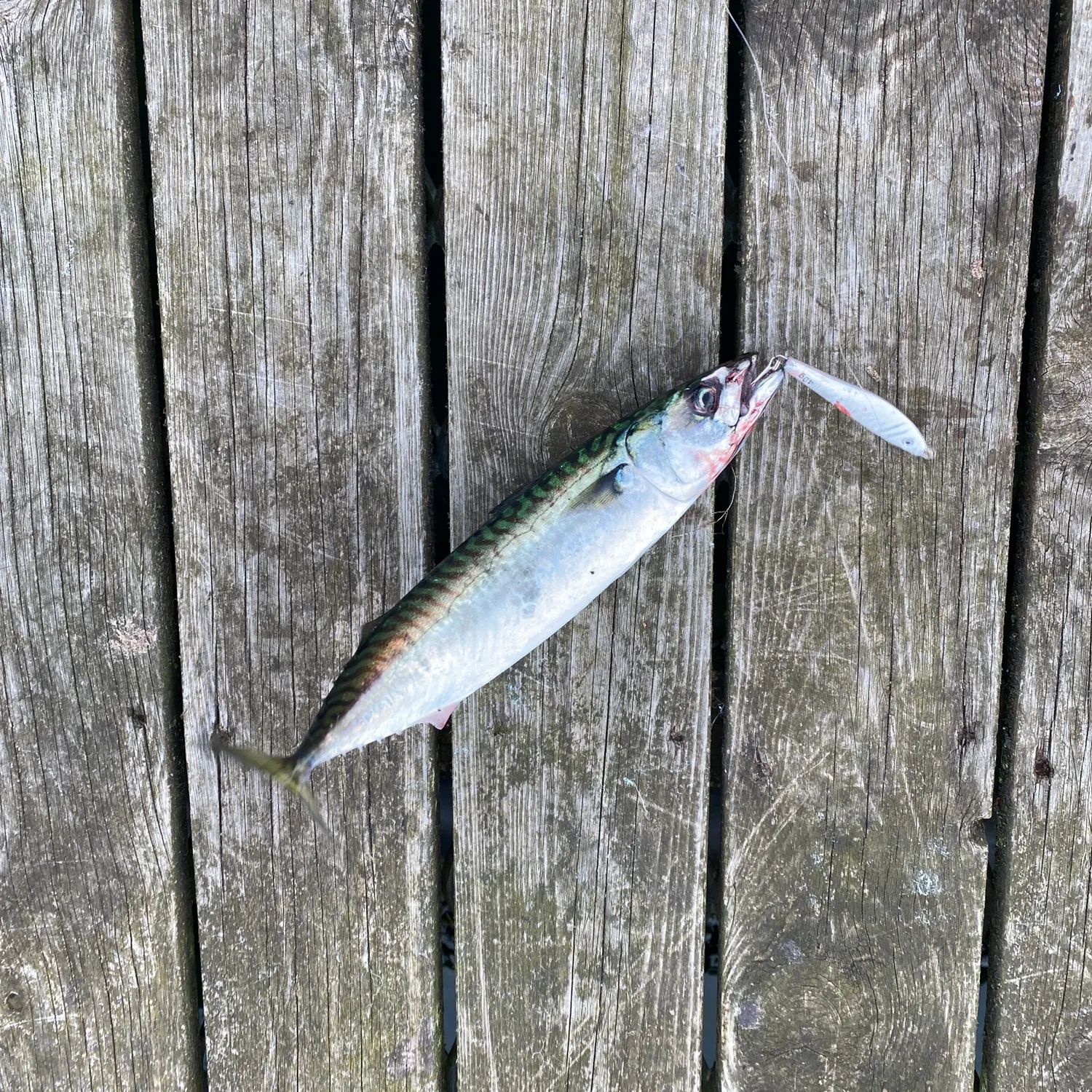 Fish caught on Fishbrain