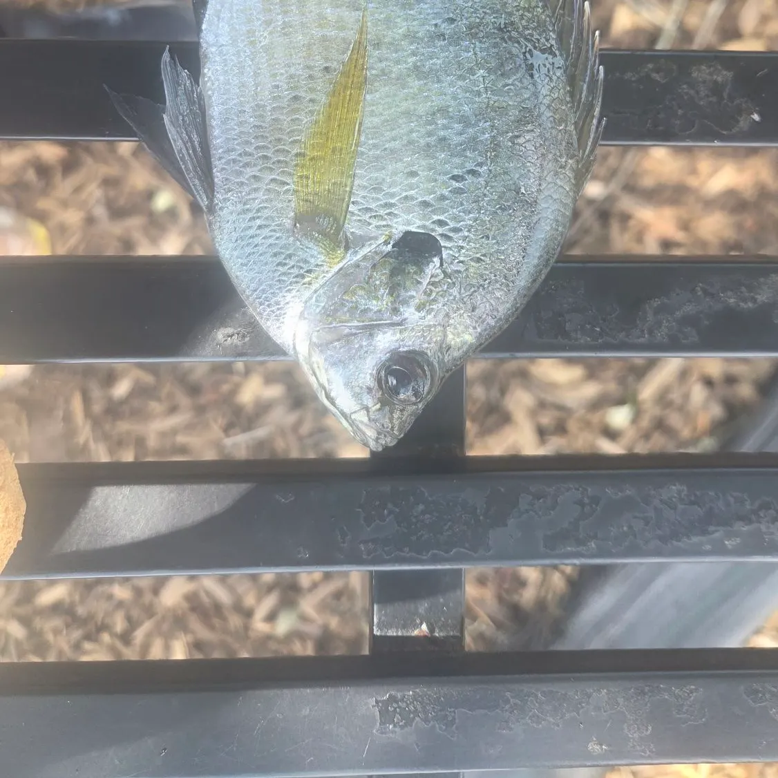 Coppernose bluegill caught on Fishbrain