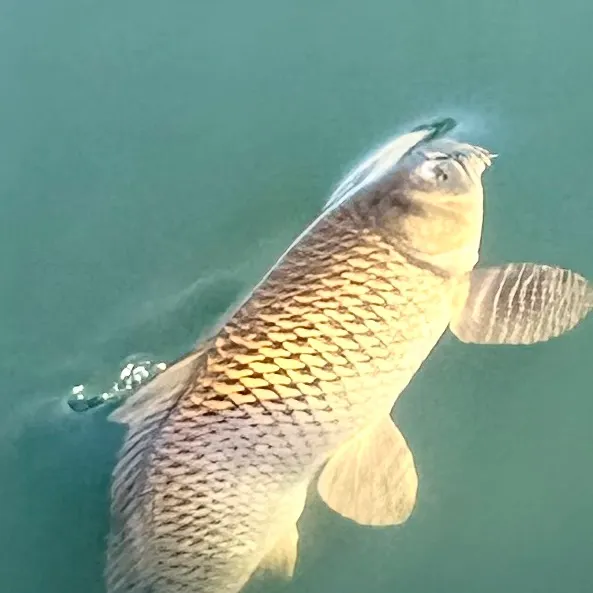 Common carp caught on Fishbrain
