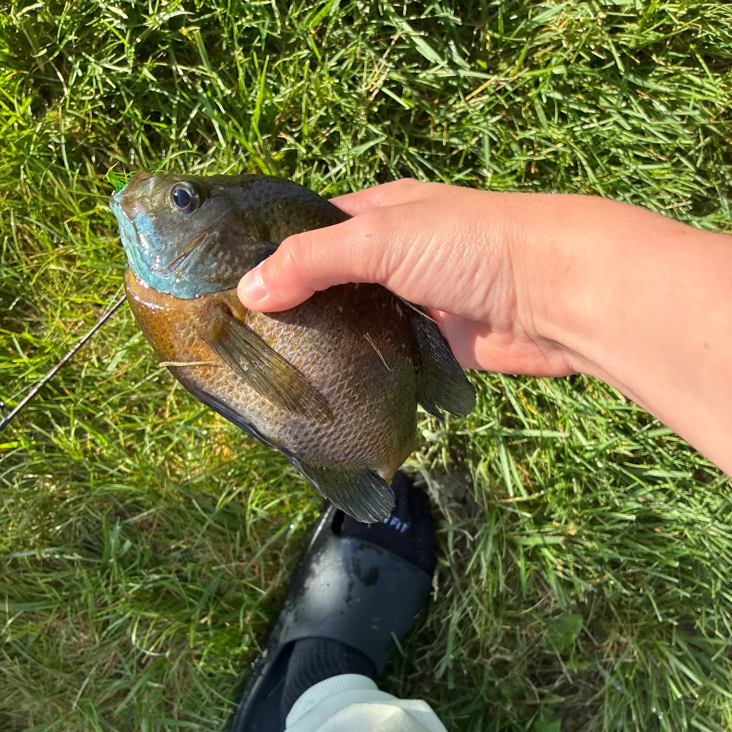 Bluegill caught on Fishbrain