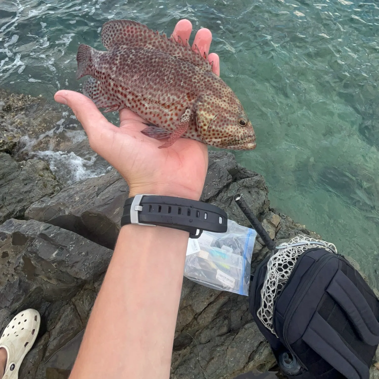 The most recent Graysby grouper catches on Fishbrain