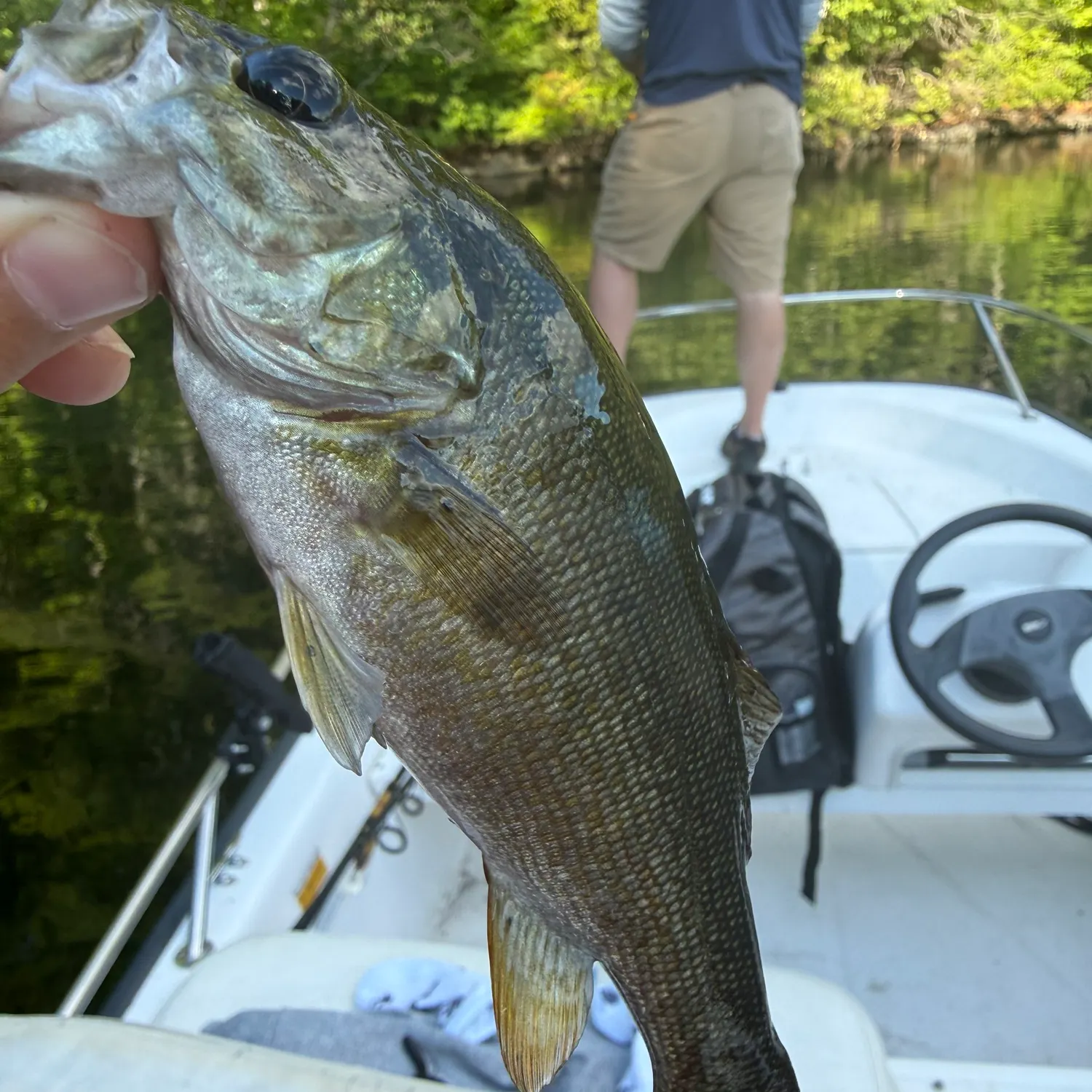 Smallmouth bass caught on Fishbrain