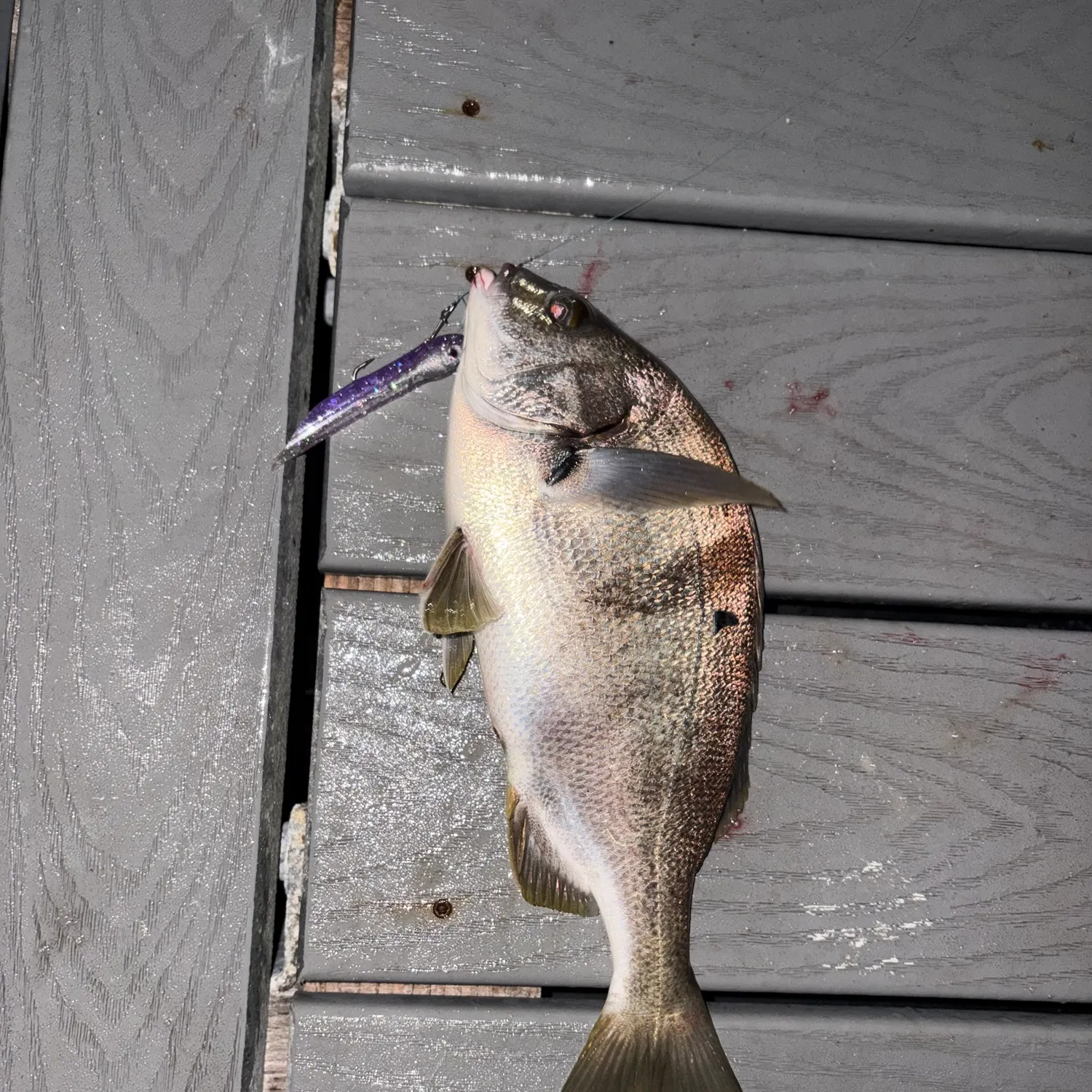 The most recent Sargo catches on Fishbrain