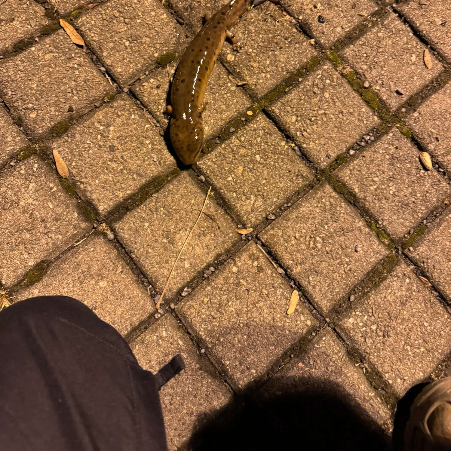 The most recent Common mudpuppy catches on Fishbrain