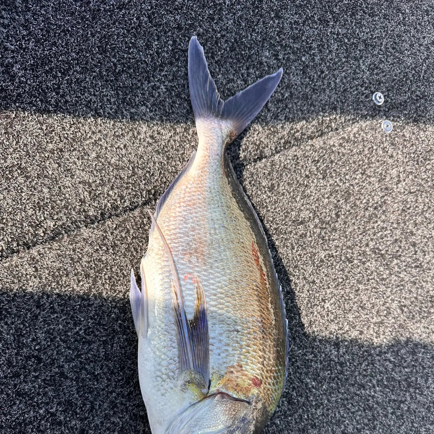 Blue morwong caught on Fishbrain