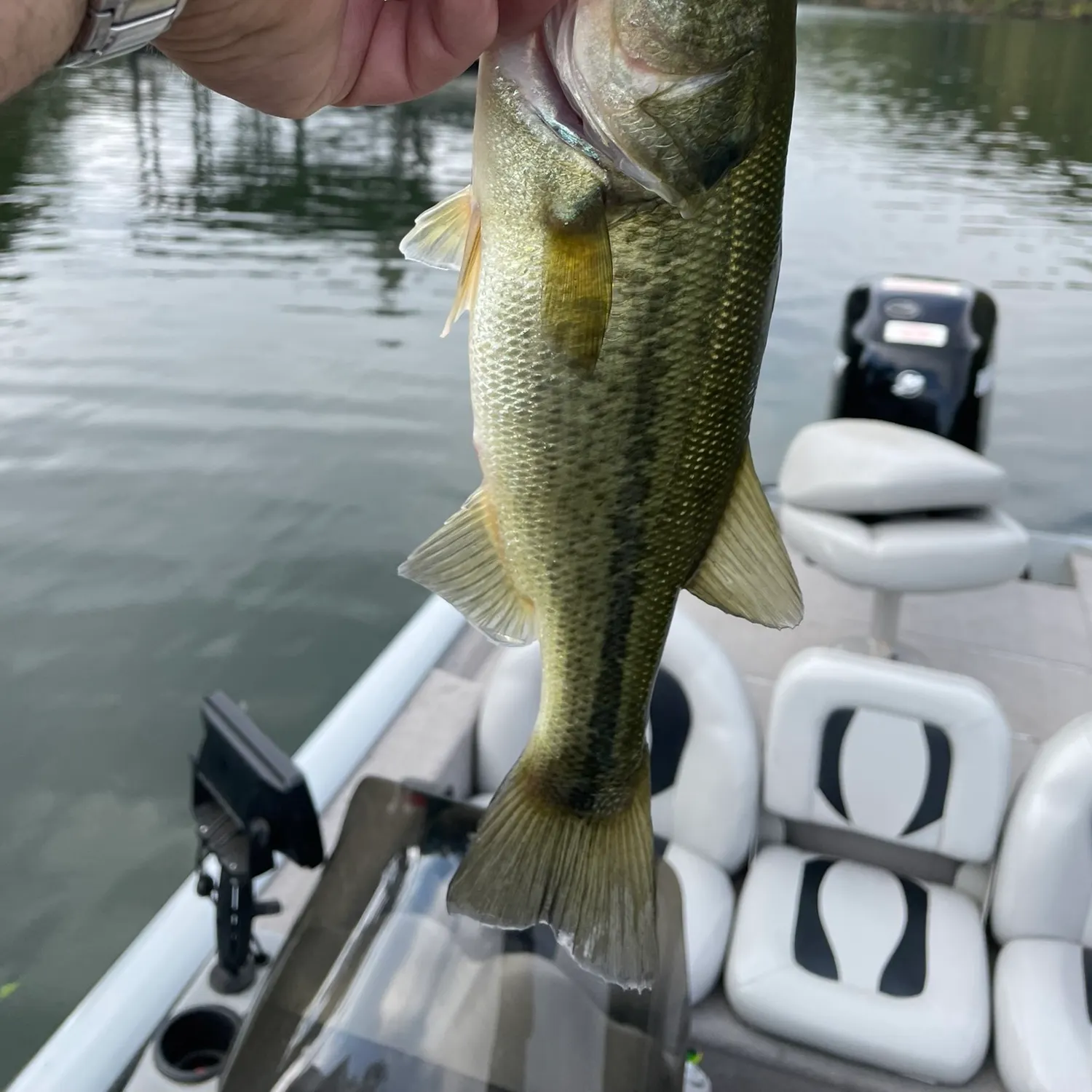 Fish caught on Fishbrain